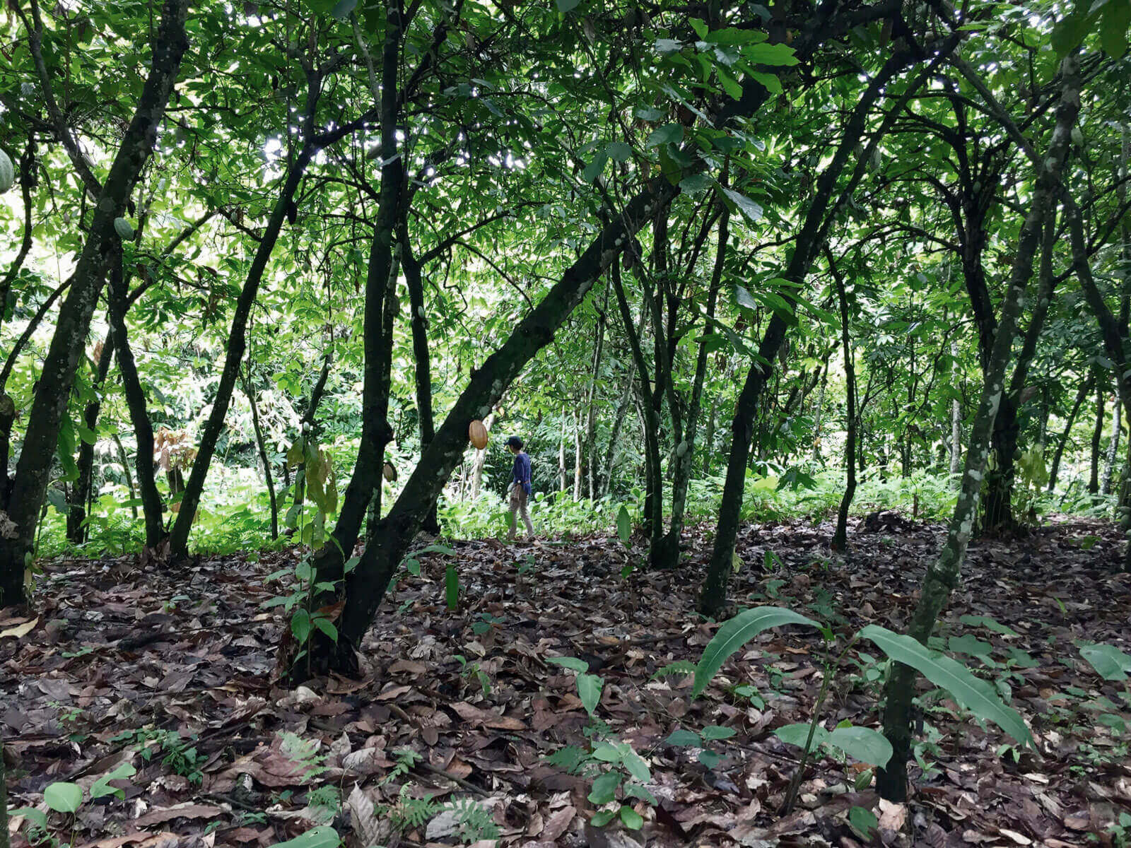 Orfève agroforesterie