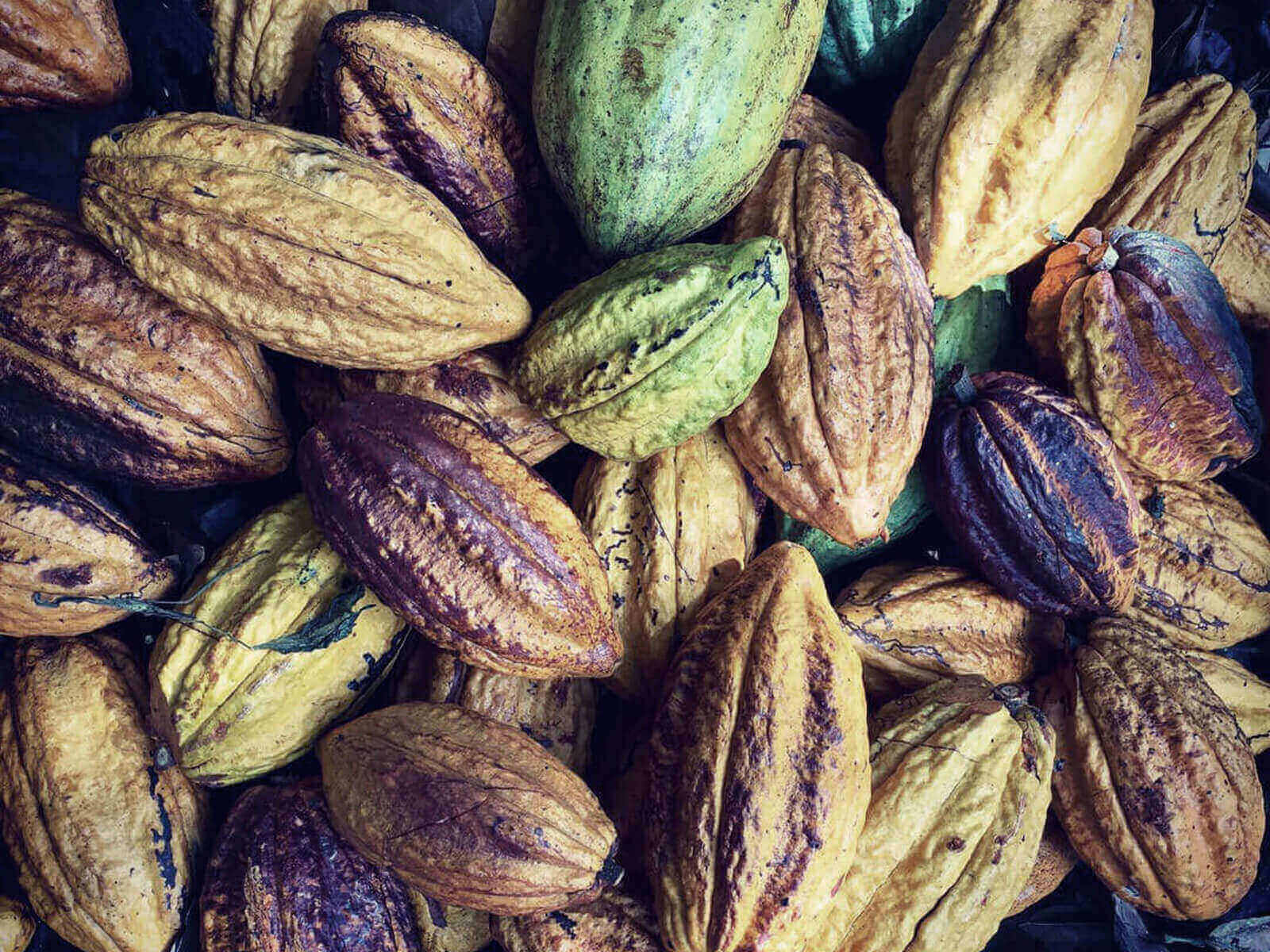 Orfève cabosses de cacao