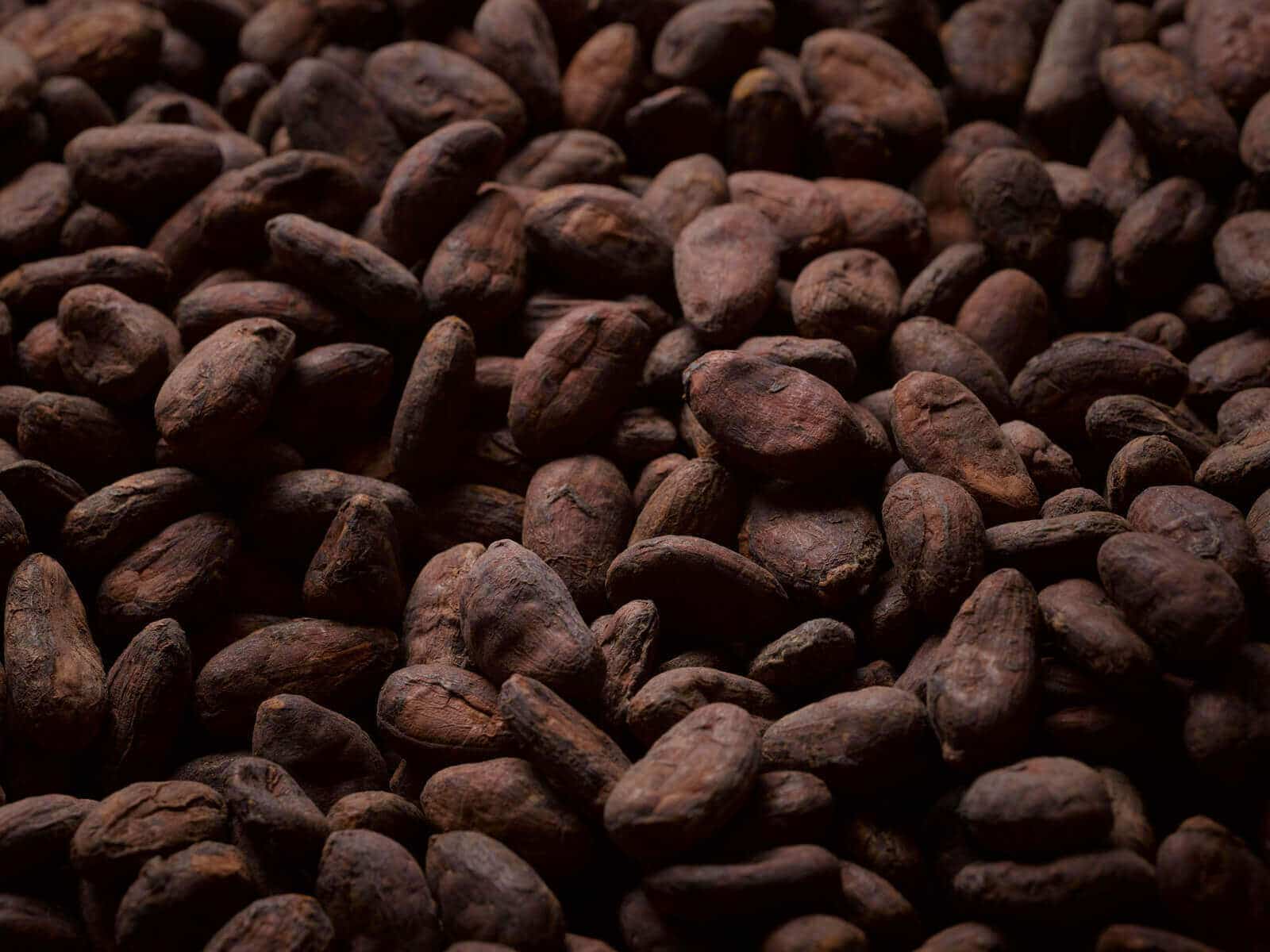 Orfève fèves de cacao